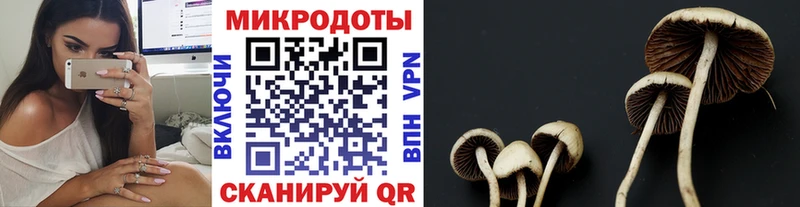 где найти наркотики  Алзамай  Псилоцибиновые грибы прущие грибы 